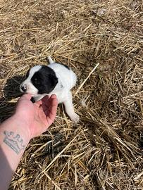 Cuccioli barder collie