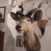 kudu' 