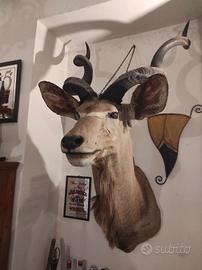 kudu' 