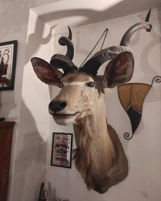 kudu' 