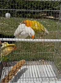 Pappagalli Fischer 2026