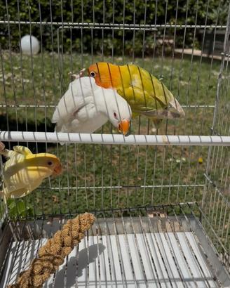 Pappagalli Fischer 2026