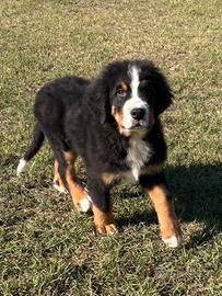bovaro del bernese