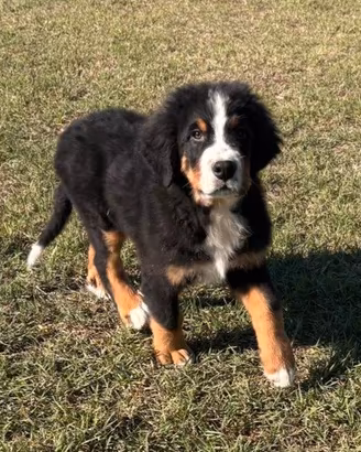 bovaro del bernese
