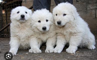 Cuccioli di maremmano