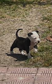 Amstaff