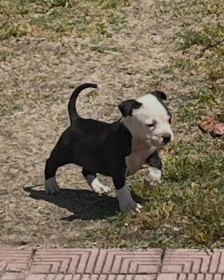 Amstaff
