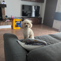 Barboncino Toy con pedigree per accoppiamento