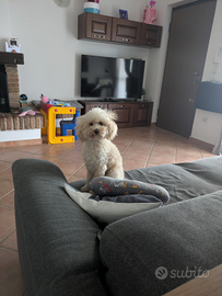 Barboncino Toy con pedigree per accoppiamento