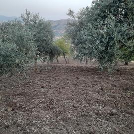 Terreno alberato e seminativo c.da Equila Salito