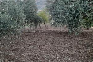 Terreno alberato e seminativo c.da Equila Salito