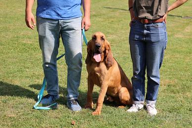 Cucciolo di Bloodhound
