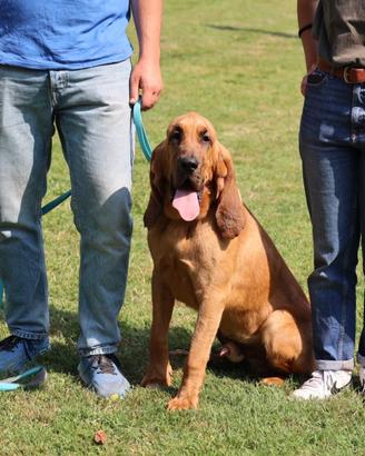 Cucciolo di Bloodhound