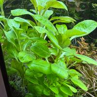 Lobelia cardinalis mini