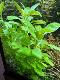 Lobelia cardinalis mini