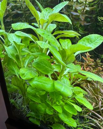 Lobelia cardinalis mini