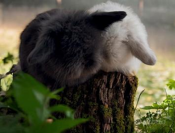 Teddy lop black coniglio nano pelo lungo