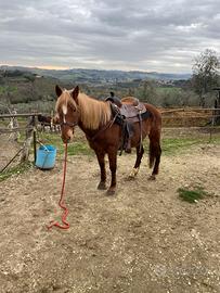 Cavallo