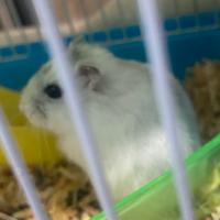 Vend criceti roborosky e bianchi russi 2026