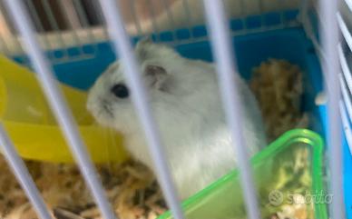 Vend criceti roborosky e bianchi russi 2026