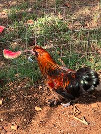 Gallo incrocio Moroseta