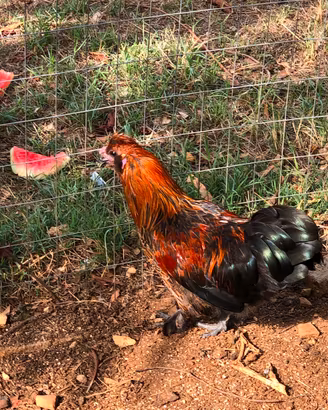 Gallo incrocio Moroseta