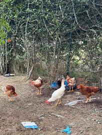 Anatre galline galli