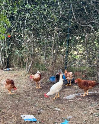 Anatre galline galli