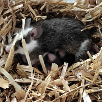 Topi mucca - Praomys natalensis