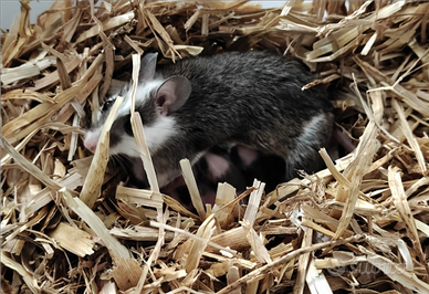 Topi mucca - Praomys natalensis