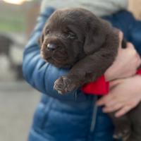 Labrador marroni con pedigree
