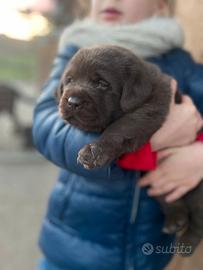 Labrador marroni con pedigree