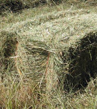 Fieno in balle rettangolari Terzo Taglio 2025