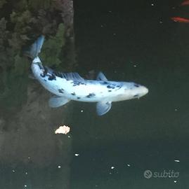 Carpa Koi