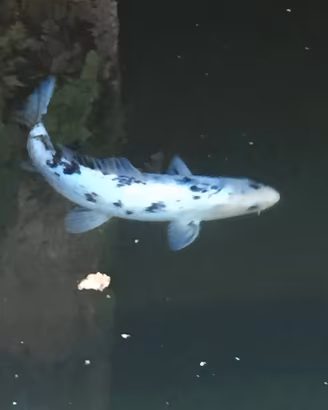 Carpa Koi