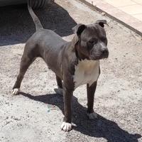 Amstaff maschio con pedigree disponibile per monta