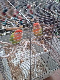 Inseparabili