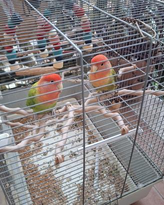 Inseparabili