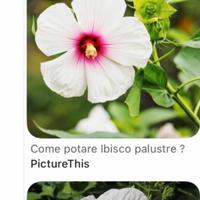 Semi di ibisco acquatico