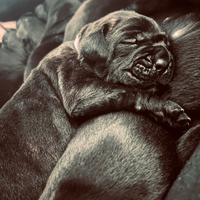 Cane corso