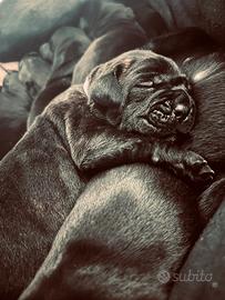 Cane corso