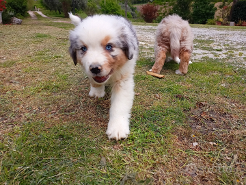 Cuccioli di pastore australiano con pedigree