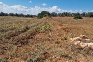 Terreno vicino alla Riserva di Torre Guaceto