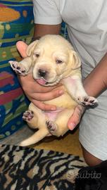 Vendita labrador