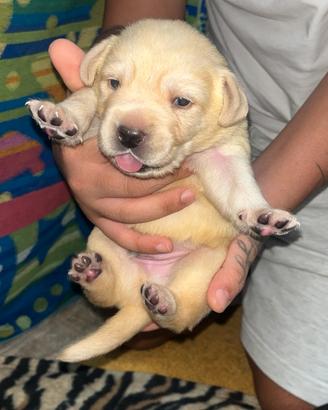 Vendita labrador