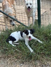 Cucciolo mix Breton taglia contenuta ADOZIONE