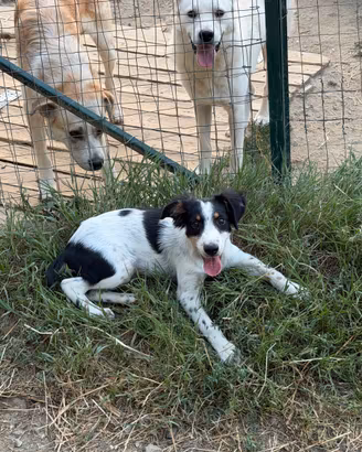 Cucciolo mix Breton taglia contenuta ADOZIONE