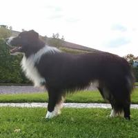 Border Collie per accoppiamento