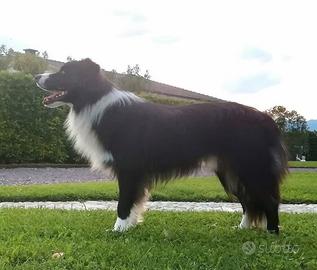 Border Collie per accoppiamento