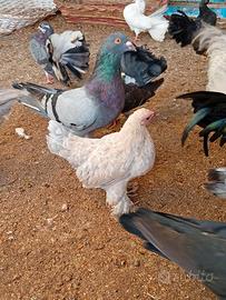 Disponibili pavoncelle  e colombe romane  giganti